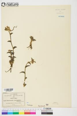 Tradescantia Ruppius ex L.