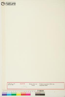 Trifolium Tourn. ex L.