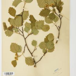 Crataegus flabellata