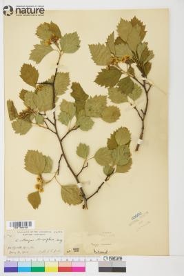 Crataegus flabellata