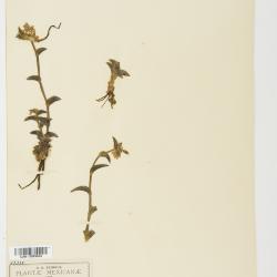 Tradescantia Ruppius ex L.