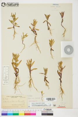 Symphyotrichum laurentianum