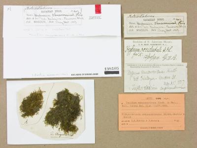 Bryolawtonia vancouveriensis