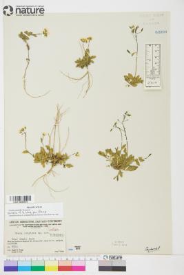 Draba juvenilis