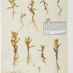 Symphyotrichum laurentianum