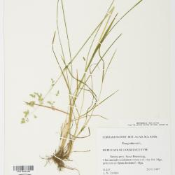 Poa pratensis