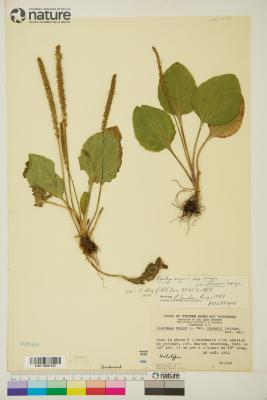 Plantago L.
