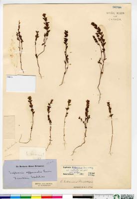 Euphrasia hudsoniana