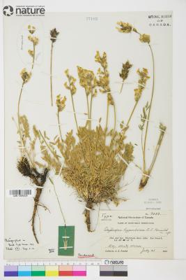 Oxytropis campestris