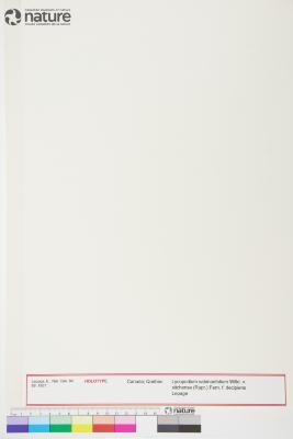 Diphasiastrum sitchense