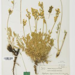 Oxytropis campestris