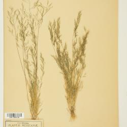 Muhlenbergia biloba
