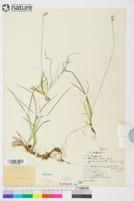 Carex peckii