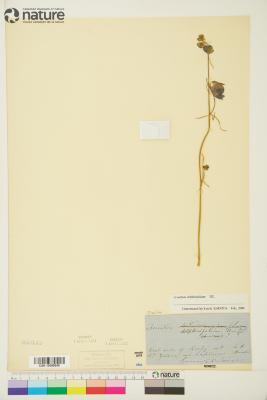 Aconitum delphinifolium