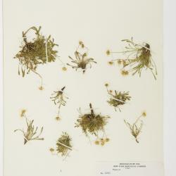 Erigeron cronquistii