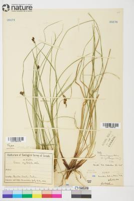 Carex bigelowii