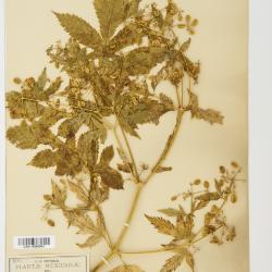 Prionosciadium S.Watson