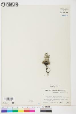 Eritrichium argenteum