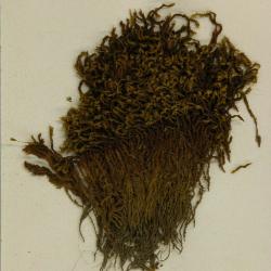 Bucklandiella heterosticha