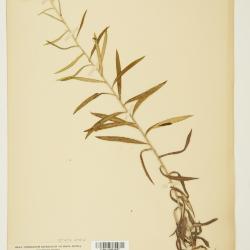 Anaphalis margaritacea