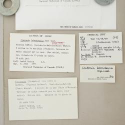 Cladonia labradorica