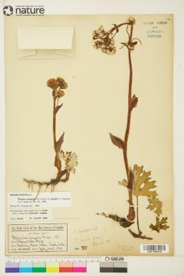 Petasites frigidus