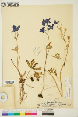 Delphinium menziesii