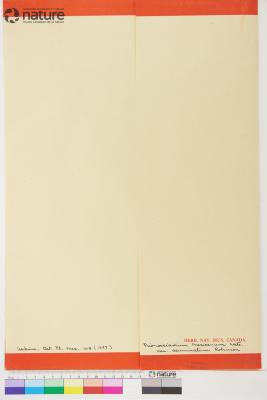 Prionosciadium S.Watson