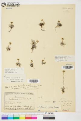 Antennaria monocephala