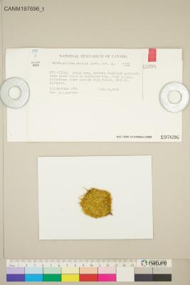 Sematophyllum subhumile