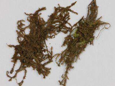 Marchesinia brachiata