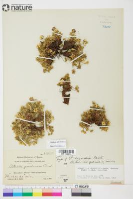 Potentilla hyparctica