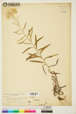 Anaphalis margaritacea