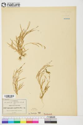 Tradescantia Ruppius ex L.