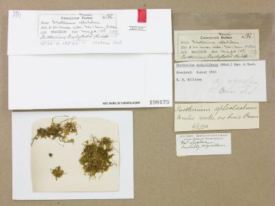 Pseudisothecium stoloniferum