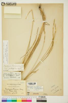 Elymus L.