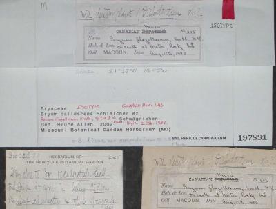 Ptychostomum creberrimum