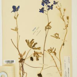 Delphinium menziesii