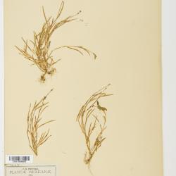 Tradescantia Ruppius ex L.