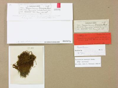 Bucklandiella heterosticha