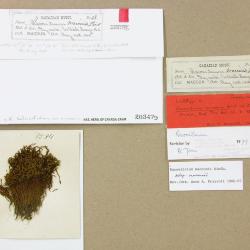 Bucklandiella heterosticha