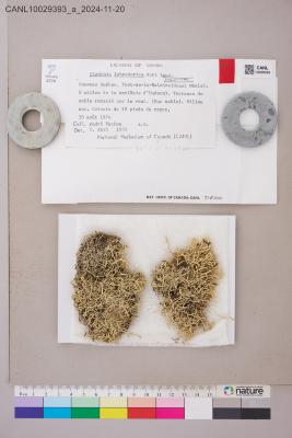 Cladonia labradorica