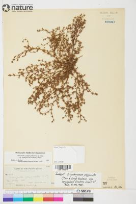 Chorizanthe polygonoides