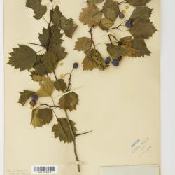 Crataegus flabellata