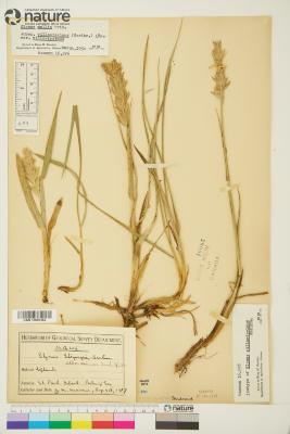 Leymus villosissimus