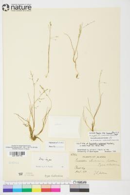 Puccinellia andersonii