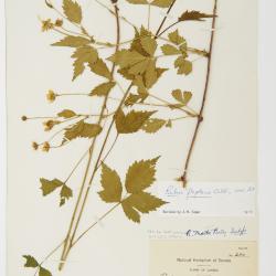 Rubus idaeus