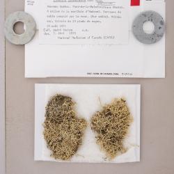 Cladonia labradorica