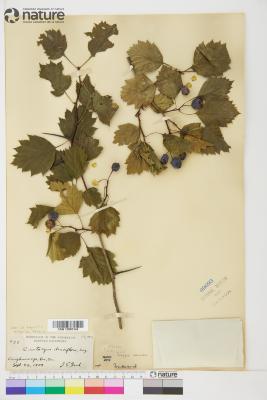 Crataegus flabellata