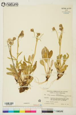 Tephroseris yukonensis